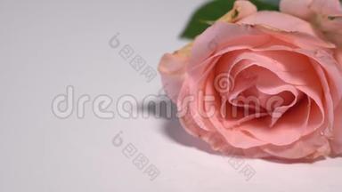 一朵粉红色的玫瑰飘落在白色的表面，溅起露水